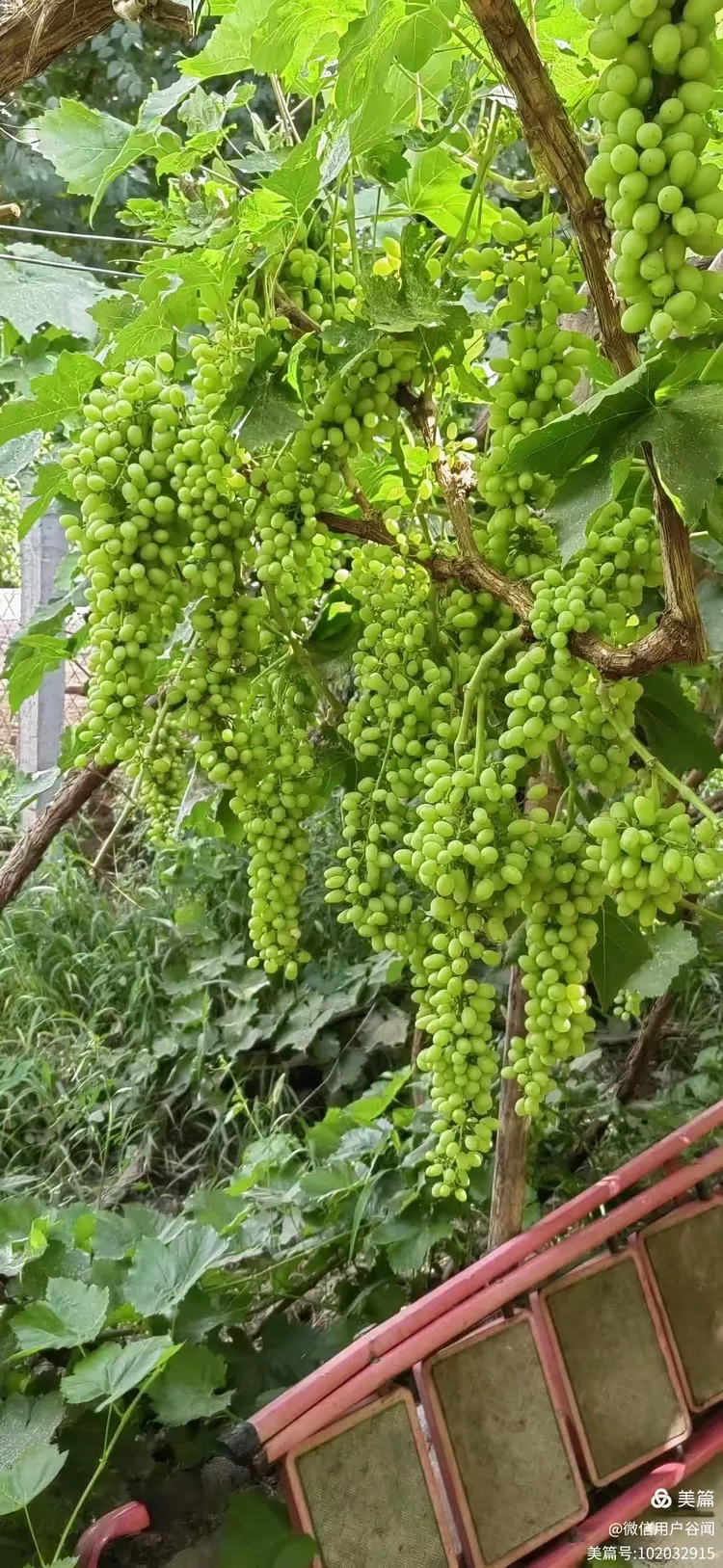 新疆葡萄沟 葡萄串串香
